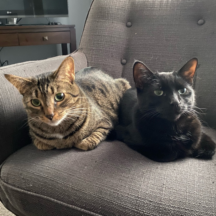 A And M Cat Sitting photo 2