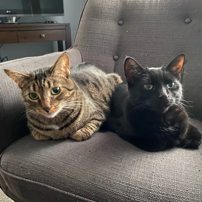 A And M Cat Sitting photo 2