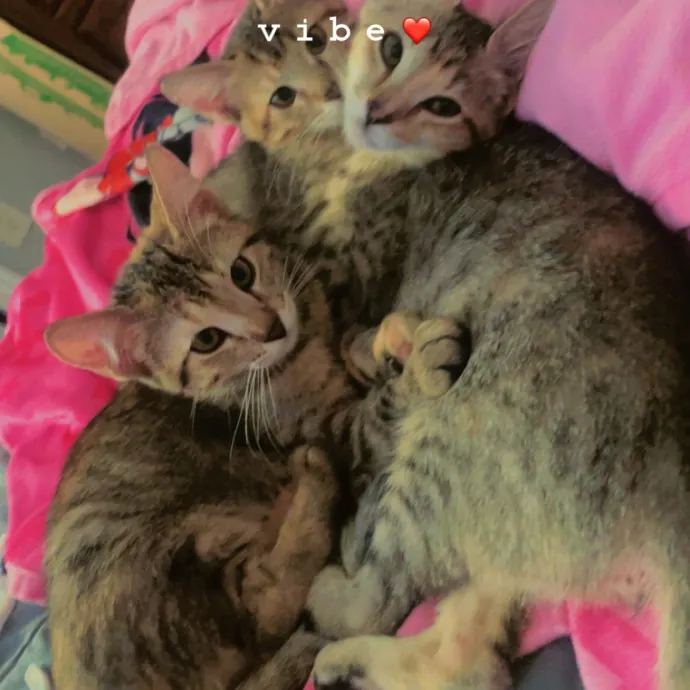 Cat Mom With A Lot Of Love To Give photo 3