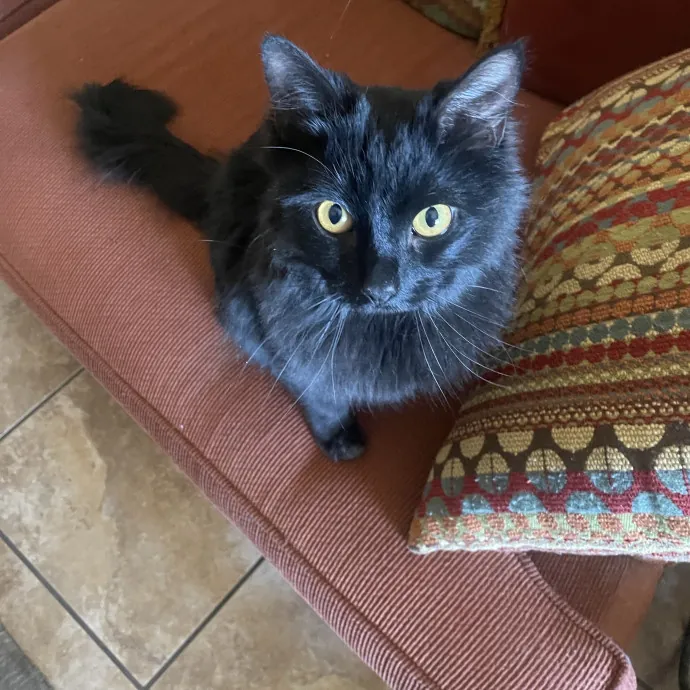 Cat Mom With A Lot Of Love To Give photo 2