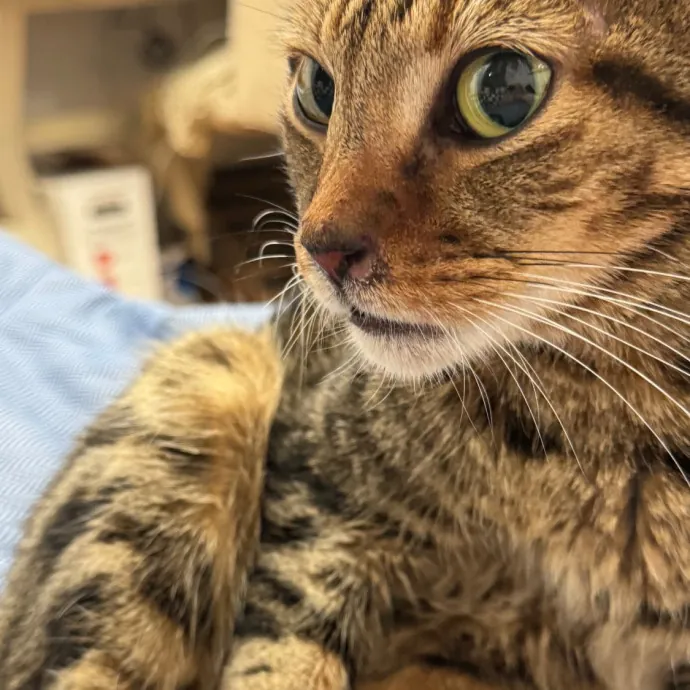 Kas's Kitty Cat Care