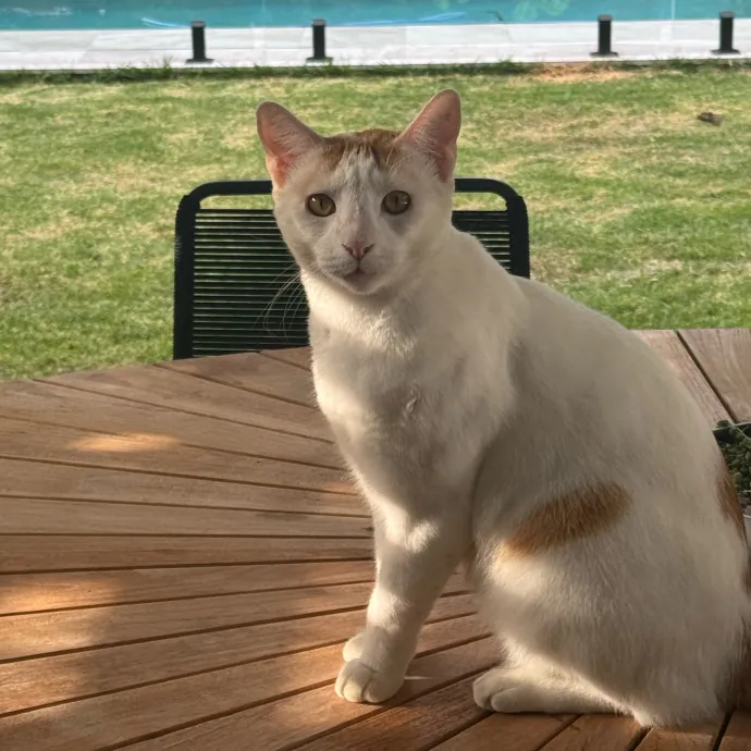 Kas's Kitty Cat Care