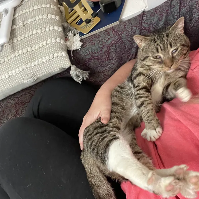 Kas's Kitty Cat Care