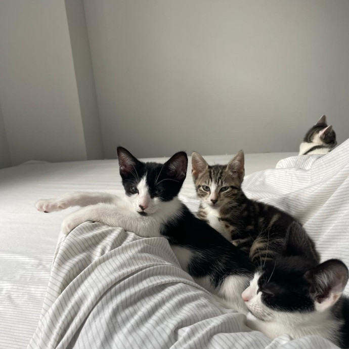 Kas's Kitty Cat Care