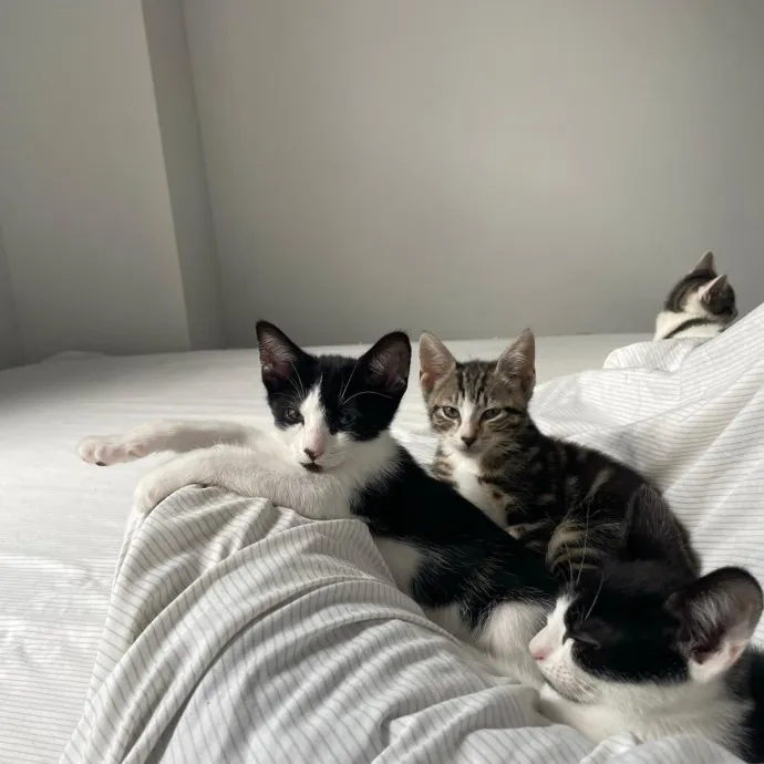 Kas's Kitty Cat Care