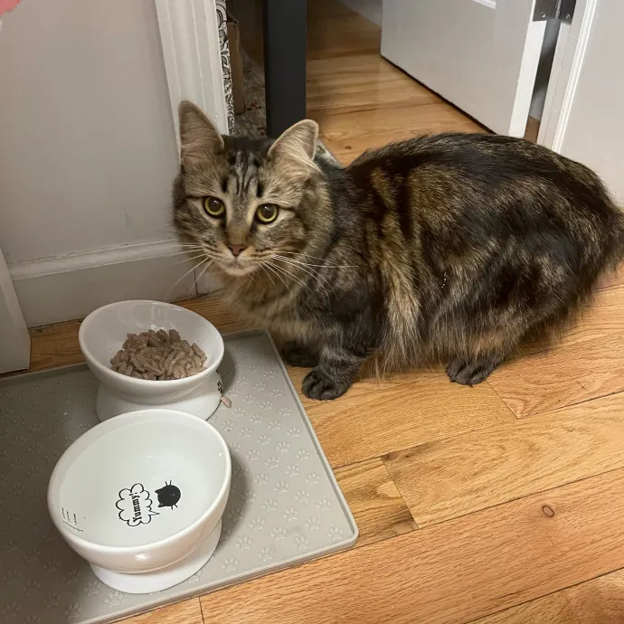 Kas's Kitty Cat Care