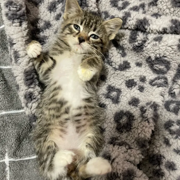 Kas's Kitty Cat Care