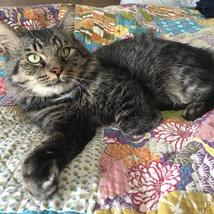 Kas's Kitty Cat Care