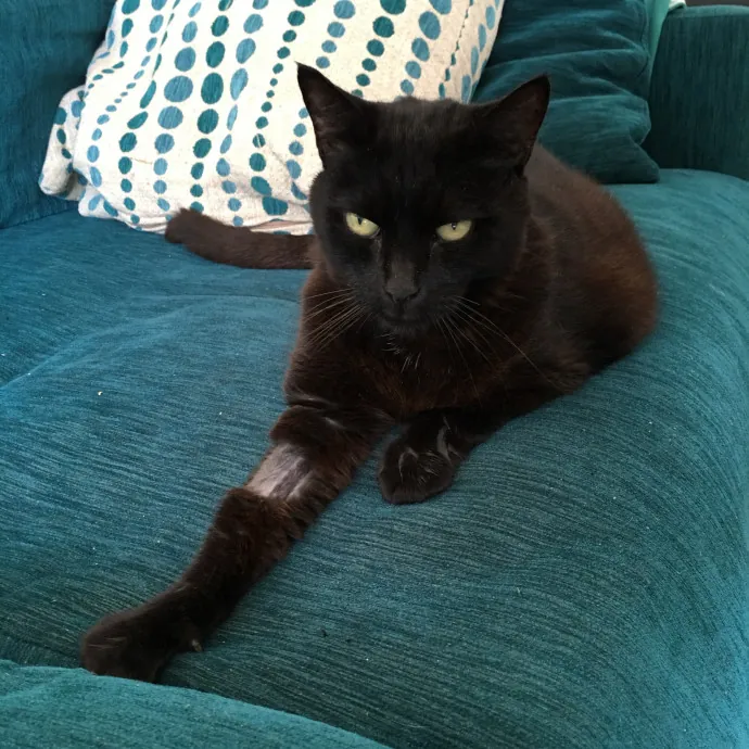 Kas's Kitty Cat Care