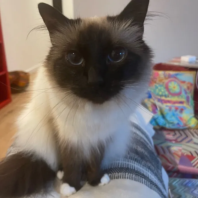 Kas's Kitty Cat Care