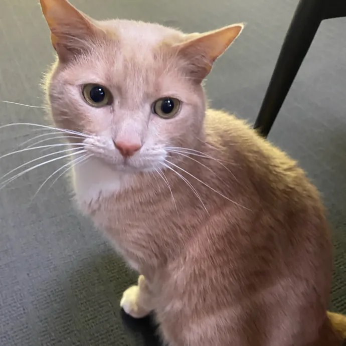 Kas's Kitty Cat Care