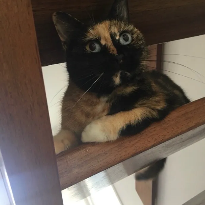 Kas's Kitty Cat Care