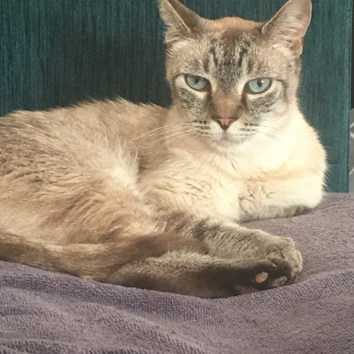 Kas's Kitty Cat Care