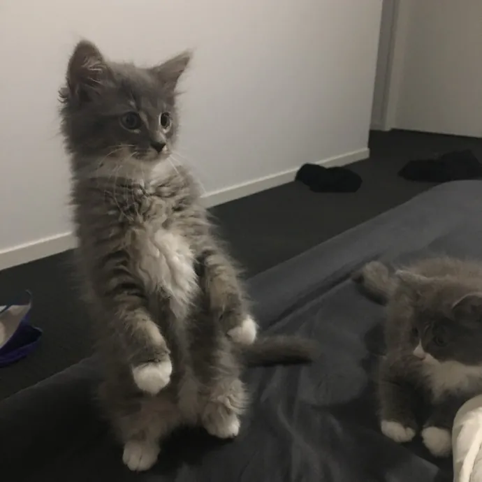 Kas's Kitty Cat Care