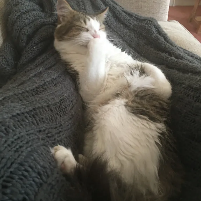 Kas's Kitty Cat Care