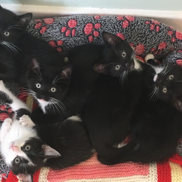 Kas's Kitty Cat Care