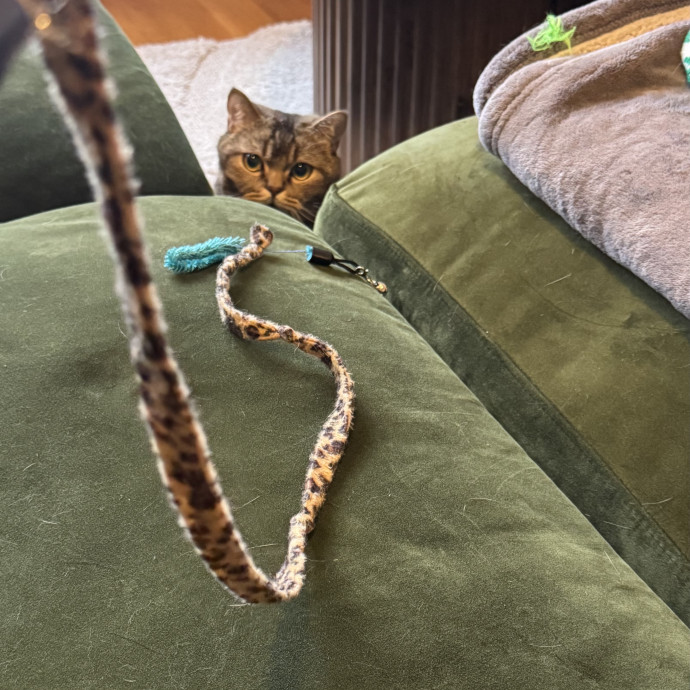Kas's Kitty Cat Care photo 3