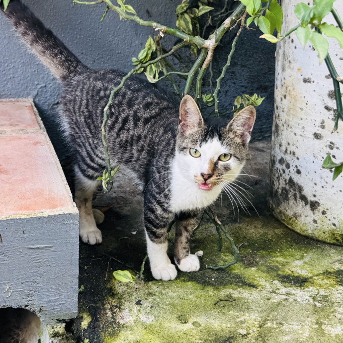 Kas's Kitty Cat Care photo 2