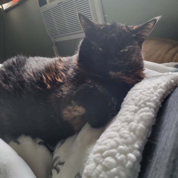 Genuine Cat Lover