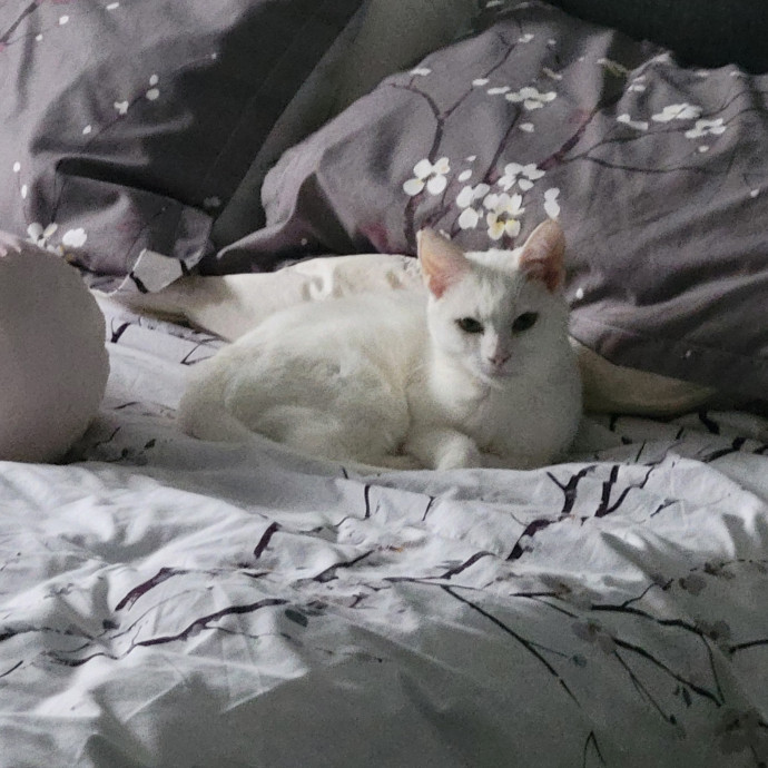 Genuine Cat Lover photo 3