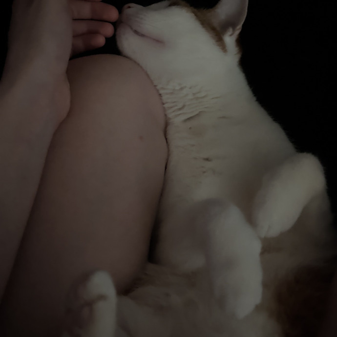 Your Purrferred Sitter W Base Access