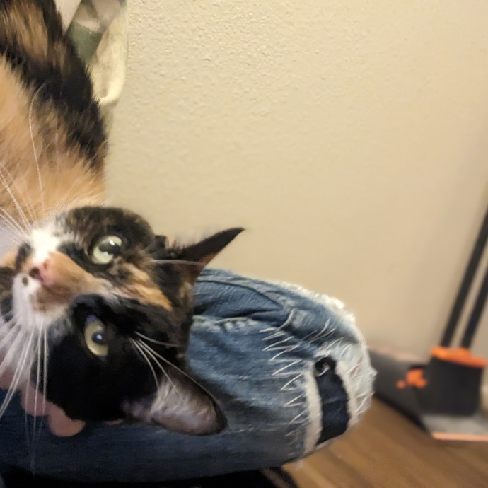 Your Purrferred Sitter W Base Access
