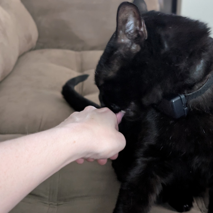 Your Purrferred Sitter W Base Access photo 2