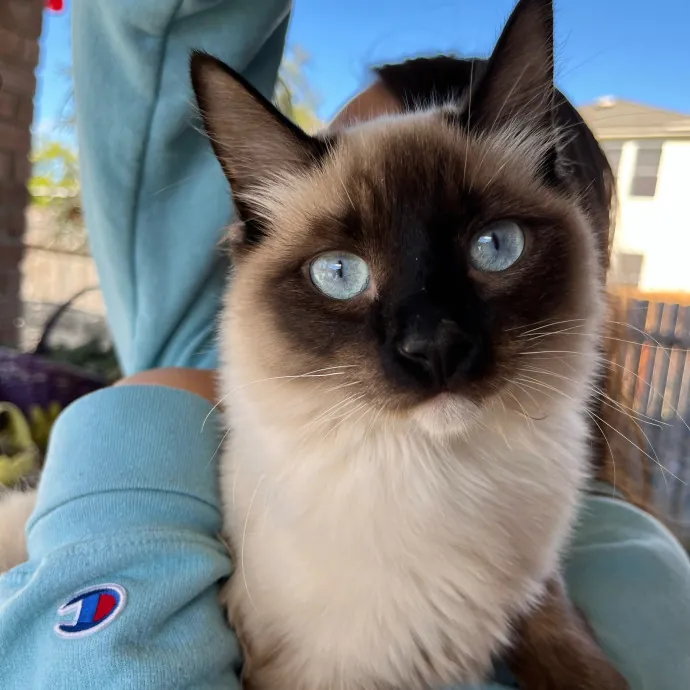 Meow-Lina's Pink Paw Club