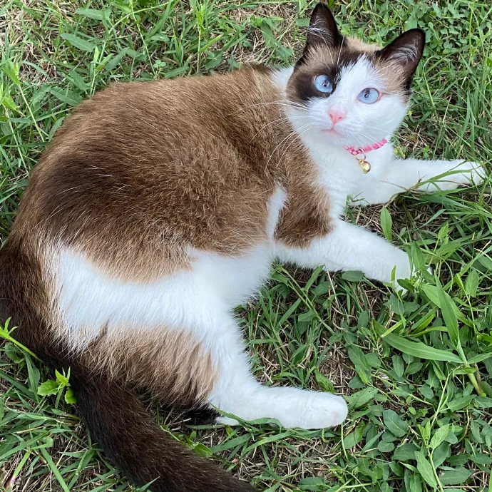 Meow-Lina's Pink Paw Club