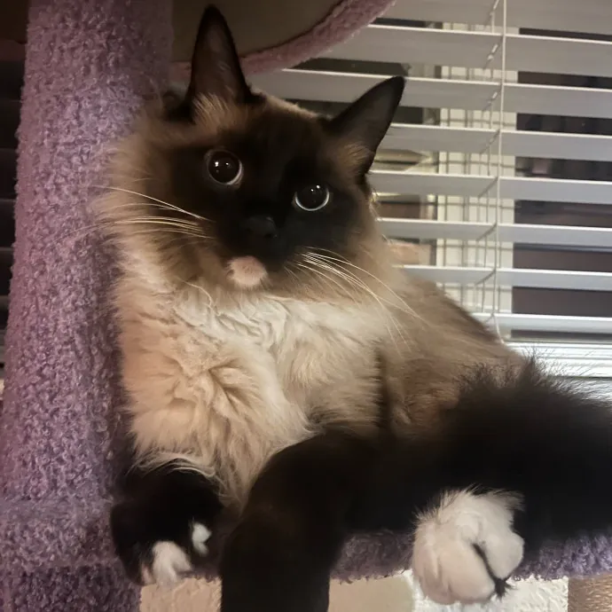 Meow-Lina's Pink Paw Club