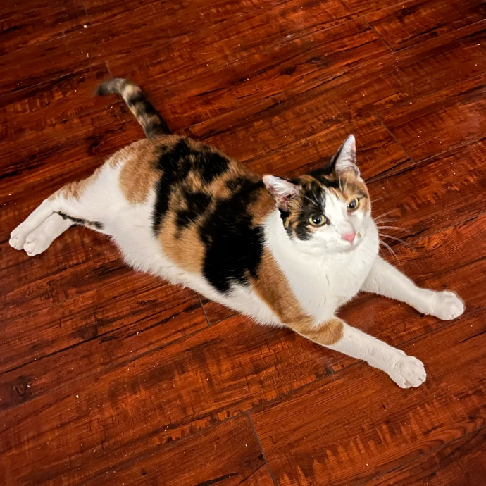 Meow-Lina's Pink Paw Club