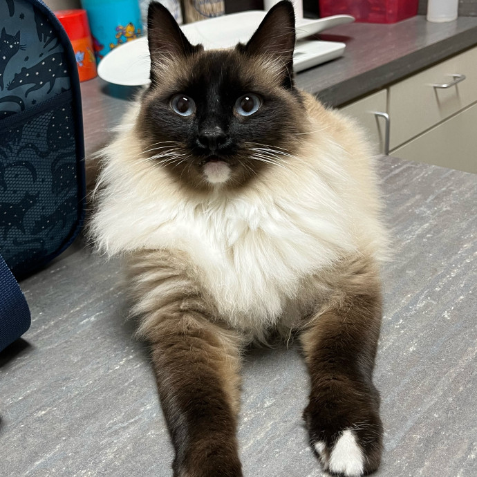 Meow-Lina's Pink Paw Club