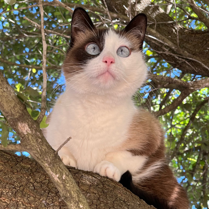 Meow-Lina's Pink Paw Club