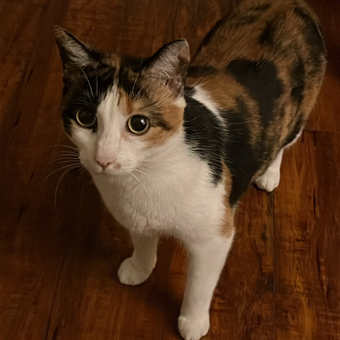 Meow-Lina's Pink Paw Club photo 3