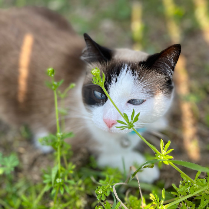 Meow-Lina's Pink Paw Club photo 2