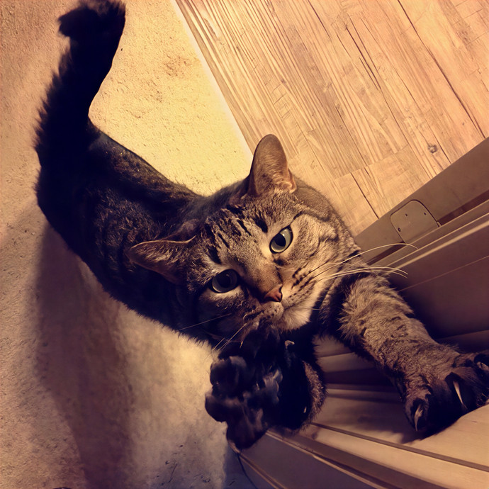 Alexis's Cat Care