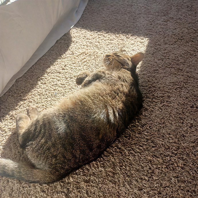 Alexis's Cat Care photo 3