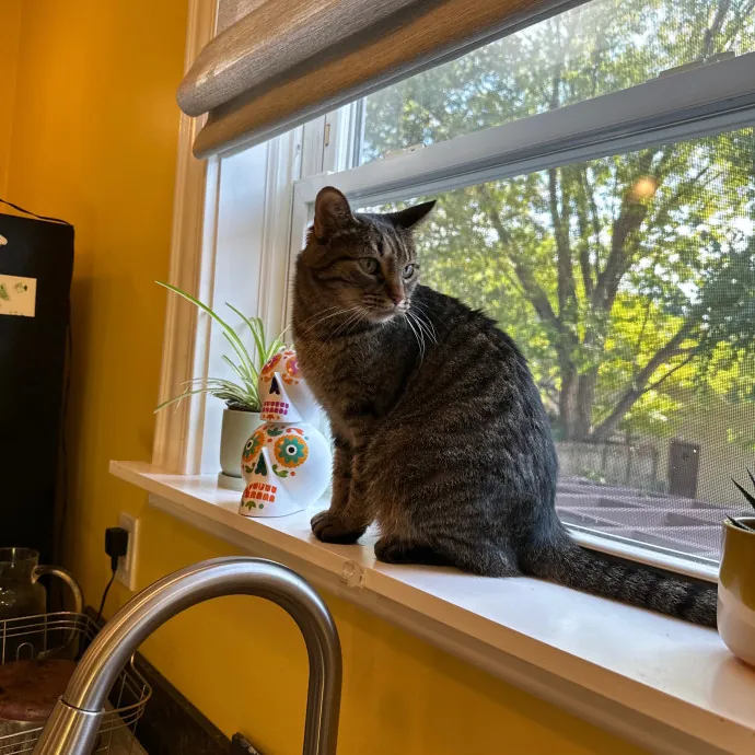 Alexis's Cat Care photo 2