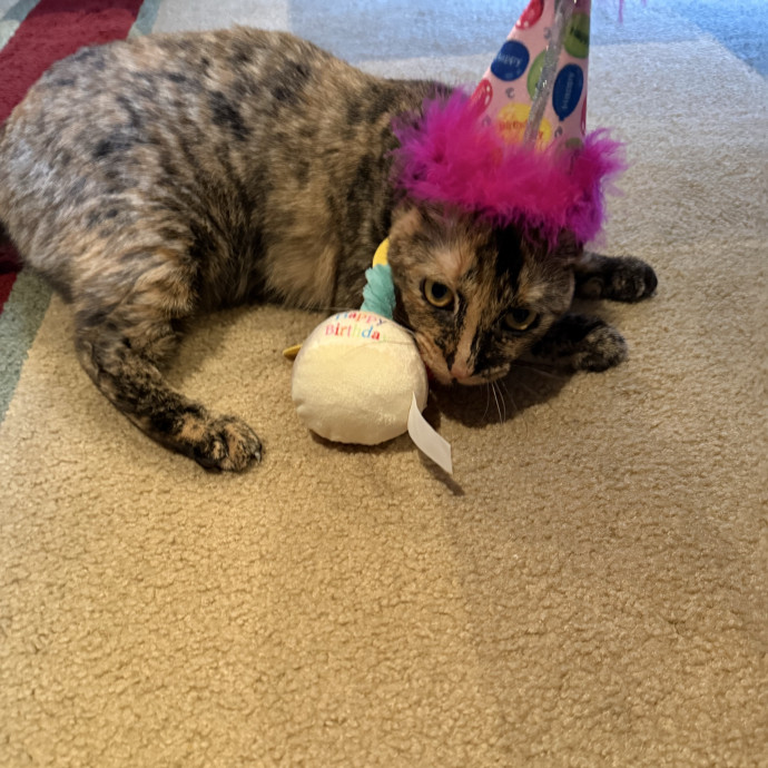 Lifelong Cat Lover  Caring Sitter photo 3