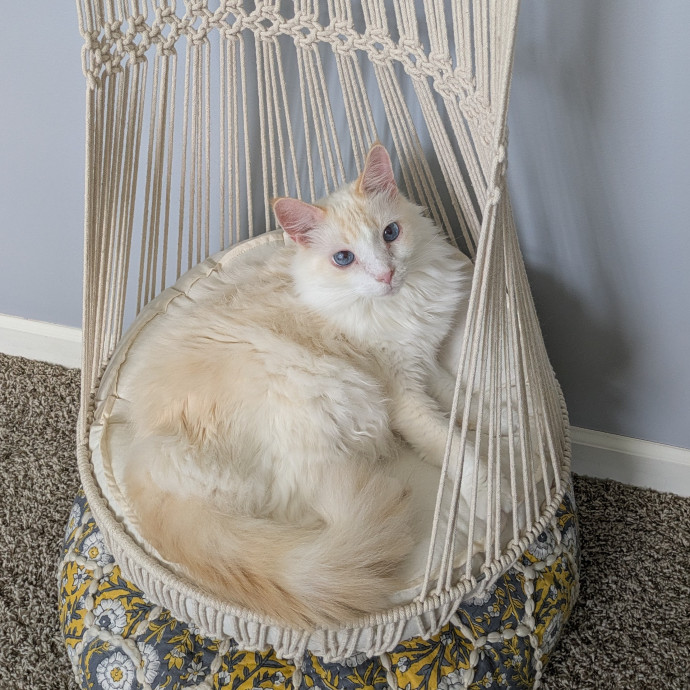 Kyrra's Kitty Corner
