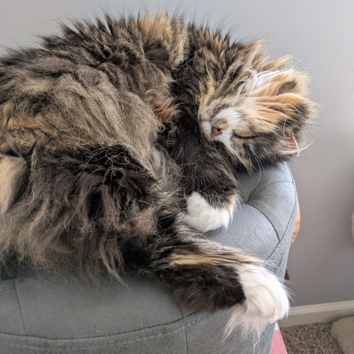 Kyrra's Kitty Corner