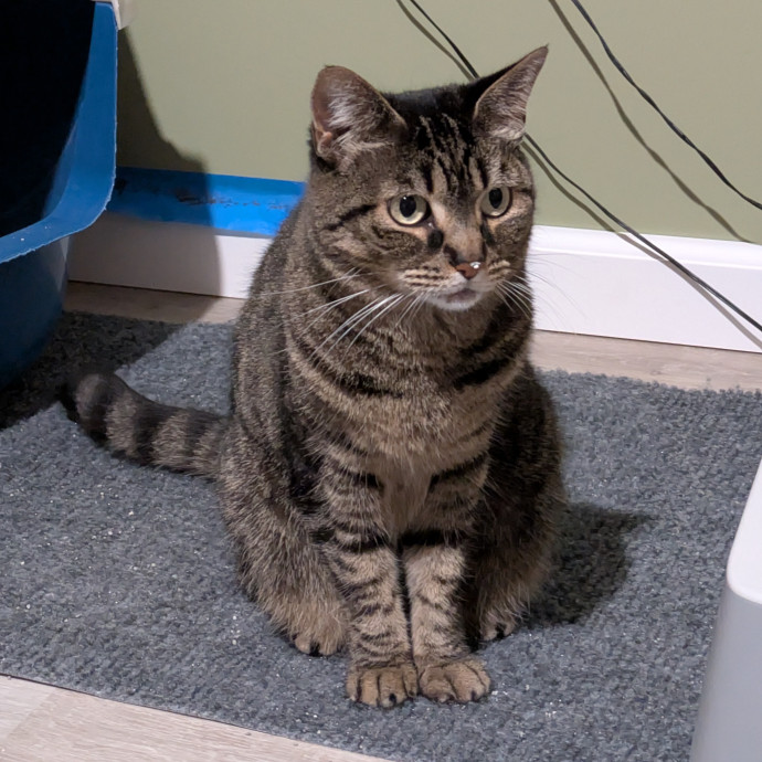 Kyrra's Kitty Corner