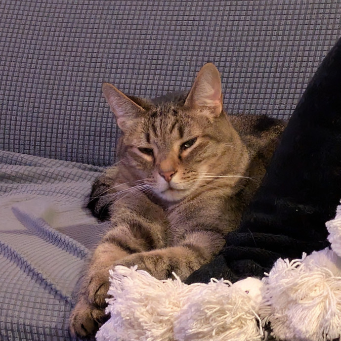 Kyrra's Kitty Corner
