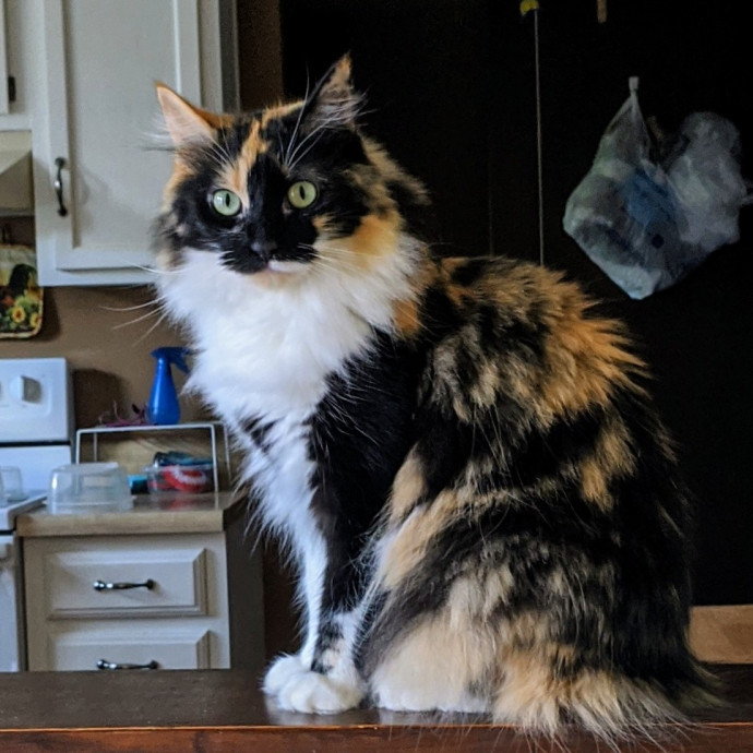 Kyrra's Kitty Corner