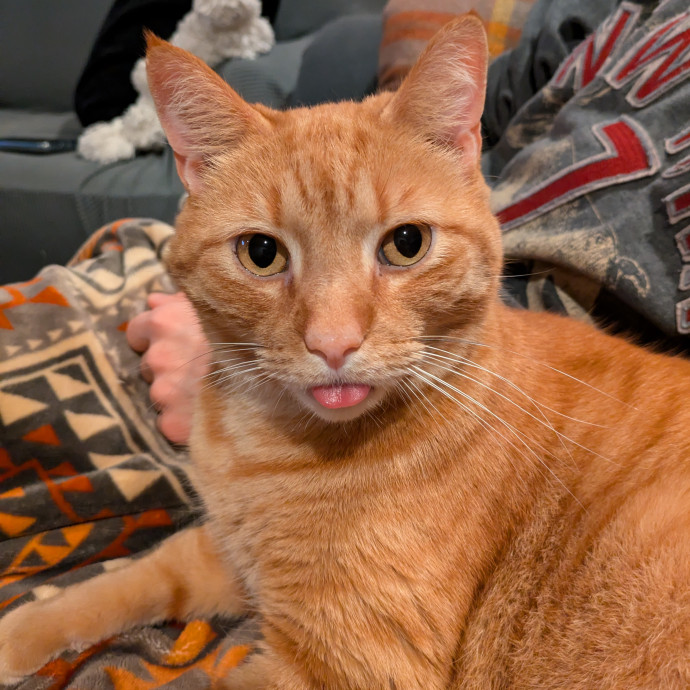 Kyrra's Kitty Corner photo 3