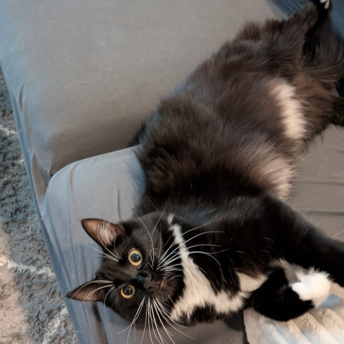 Kyrra's Kitty Corner photo 2