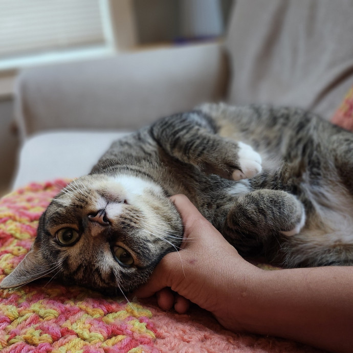 Cat Lady With 8 Years Experience