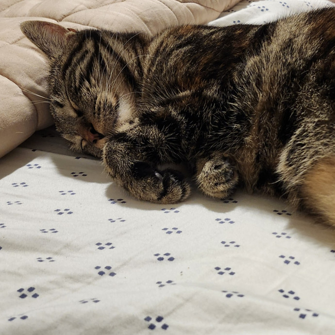 Cat Lady With 8 Years Experience
