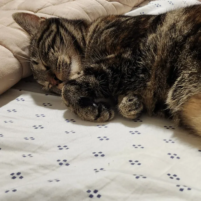 Cat Lady With 8 Years Experience