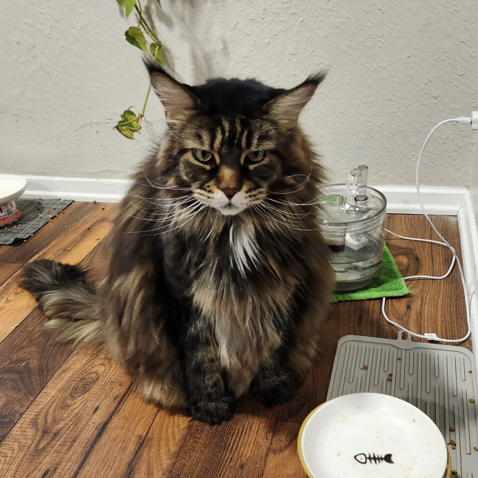 Cat Lady With 8 Years Experience